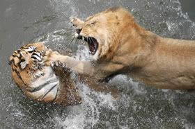 lion-attacks-tiger.jpg