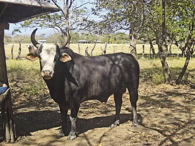 El Chirriche El Chirriche