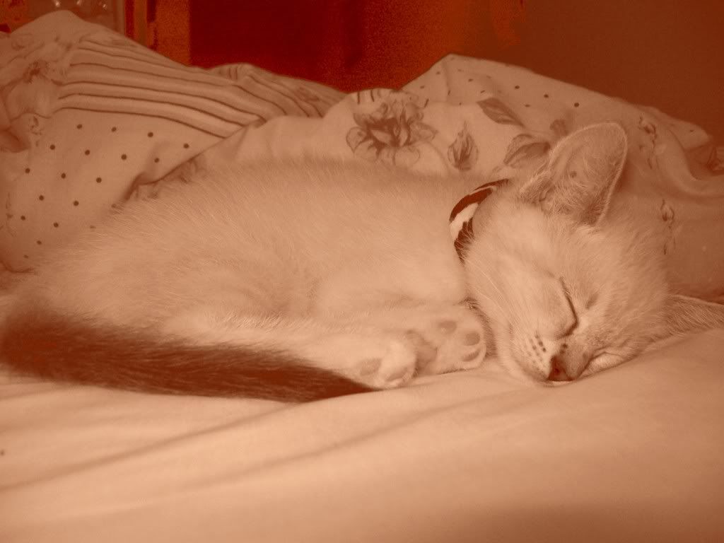milliescenicsleeping.jpg