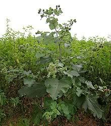 burdock 2 Pictures, Images and Photos