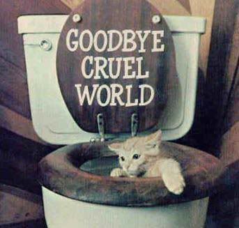Toiletcat Pictures, Images and Photos