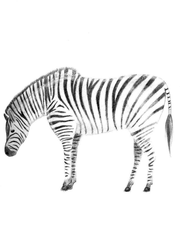 Drawing Of Zebra