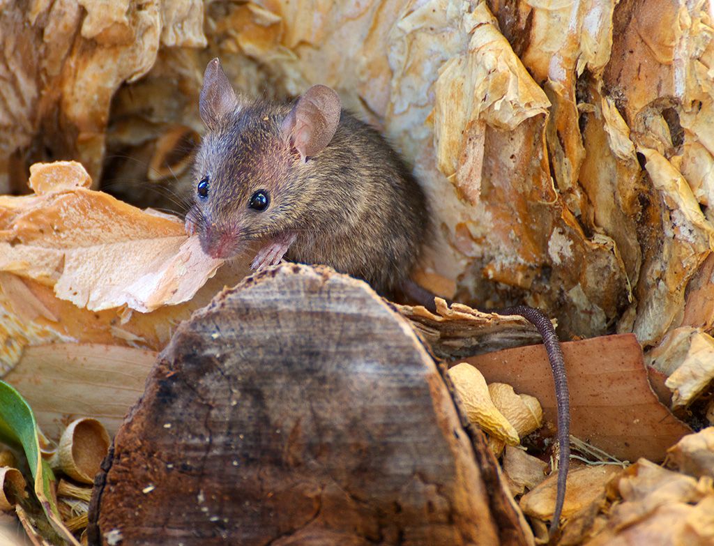 mouse_sml_zps66afdced.jpg