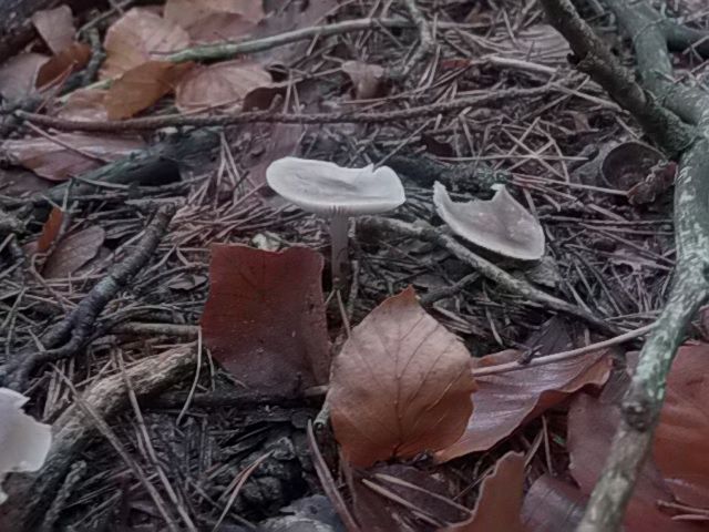 Champignons photo montsteodile3_zps10d5dca1.jpg