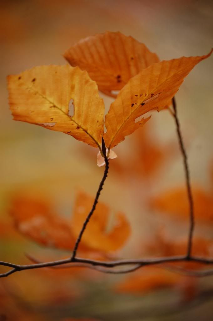 autumn pair Pictures, Images and Photos